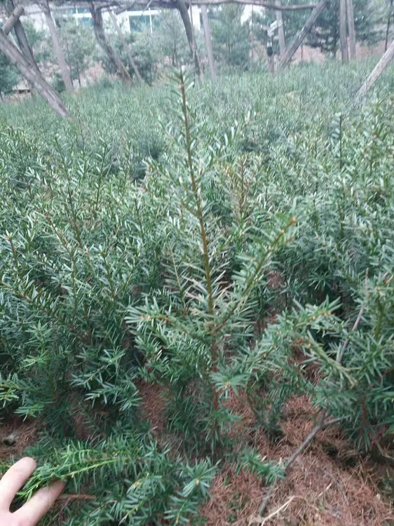 红豆杉苗 红豆杉小苗 红豆杉树苗价格 存活率高 现起现卖