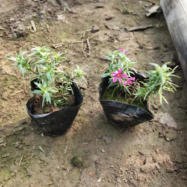 福禄考苗圃  球场花坛用苗丛生福禄考  花海租摆福禄考 雪萝花卉