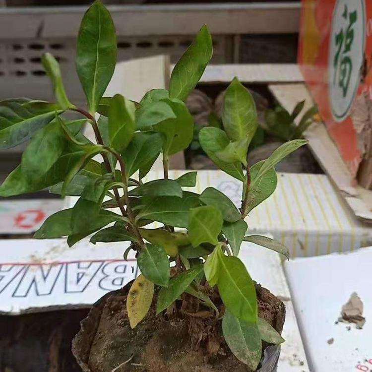 山东丛生福禄考  青州批发销售福禄考花 供应宿根福禄考 雪萝花卉