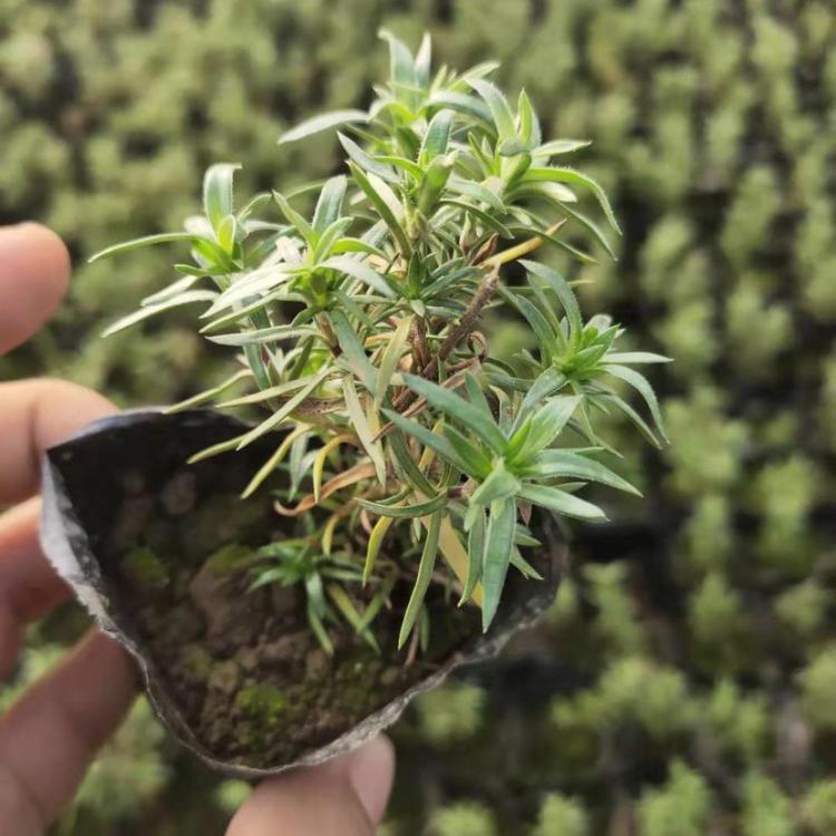 丛生福禄考 青州批发销售福禄考花 福禄考种子 雪萝花卉