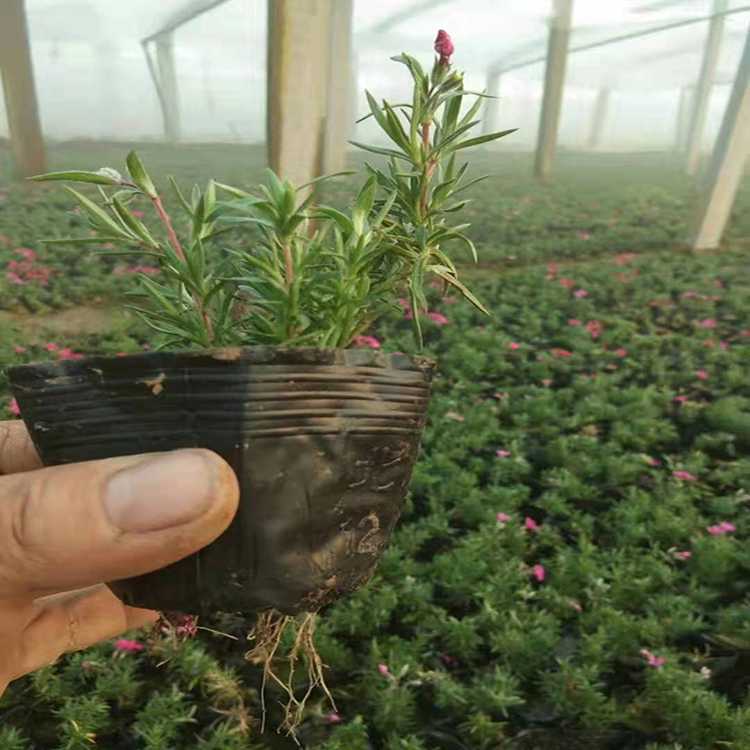 福禄考 球场花坛用苗丛生福禄考  批发丛生福禄考  雪萝花卉