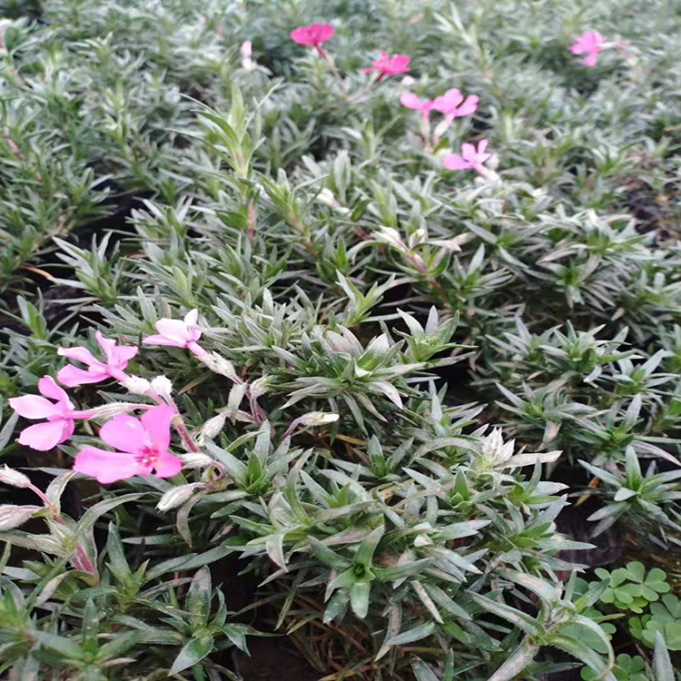山东福禄考 丛生福禄考价格  基地直供 福禄考  雪萝花卉