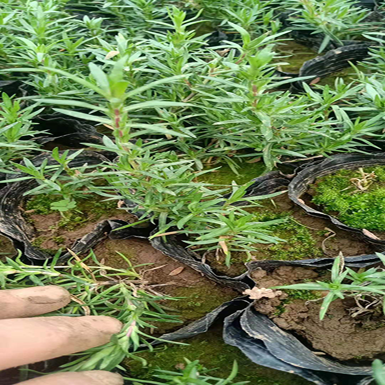 福禄考 针叶福禄考  福禄考工程苗 雪萝花卉