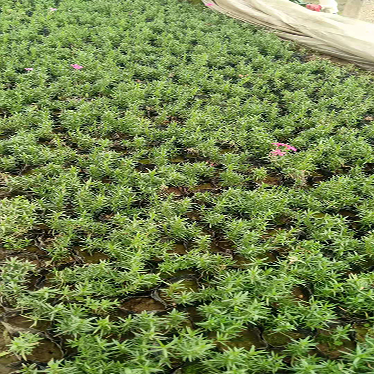 山东丛生福禄考  丛生福禄考批发  福禄考种子 雪萝花卉