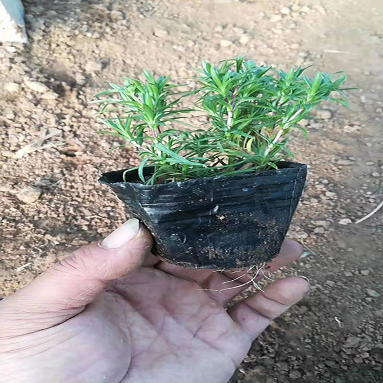 福禄考 苗圃售丛生福禄考价格 批发福禄考种子 雪萝花卉