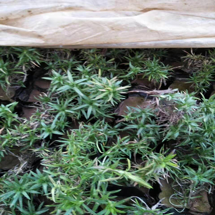 丛生福禄考 大量批发丛生福禄考  花海租摆福禄考 雪萝花卉