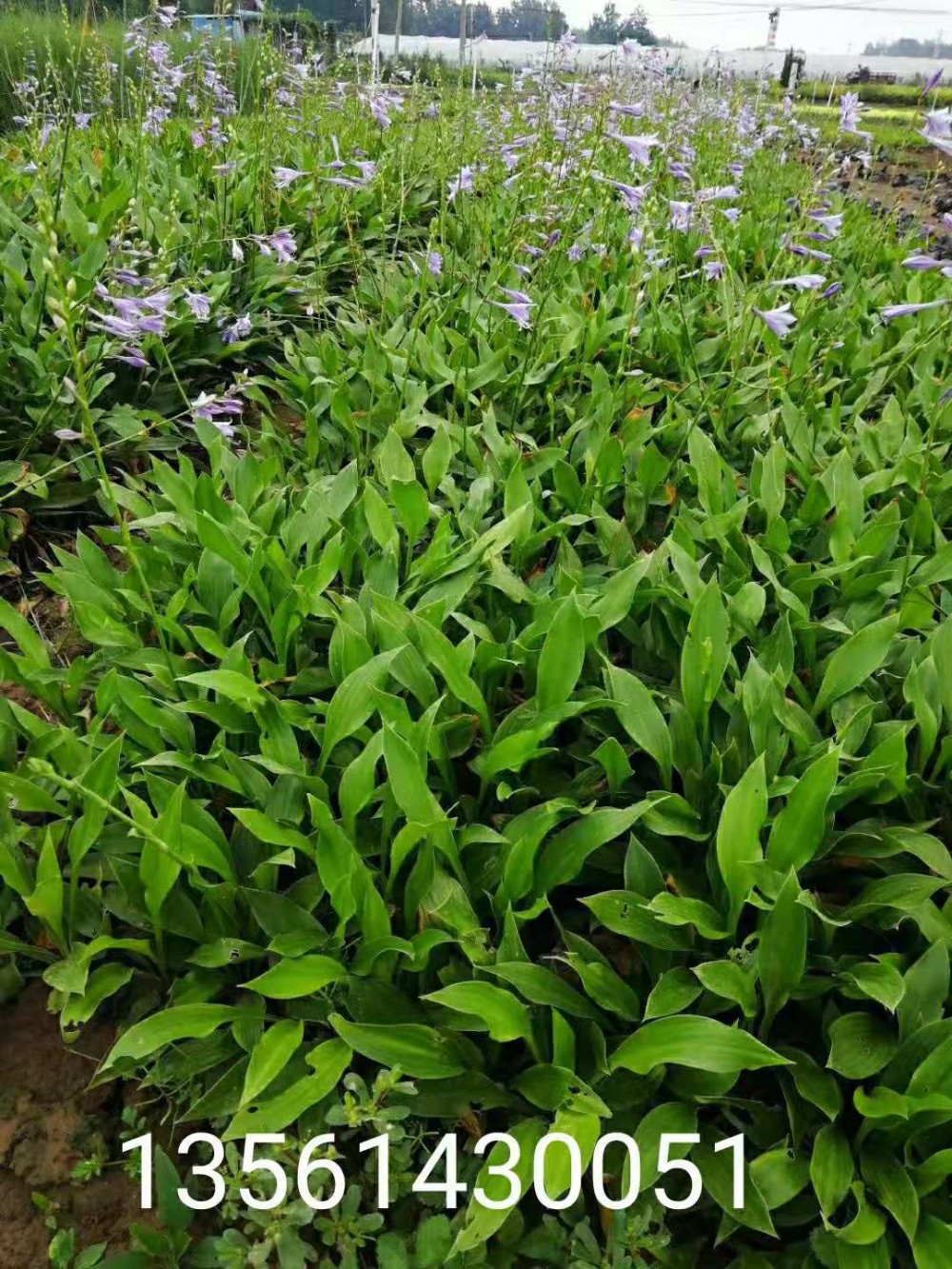 紫花玉簪批发价格  白花玉簪供应商  紫花玉簪种植基地  紫花玉簪直销