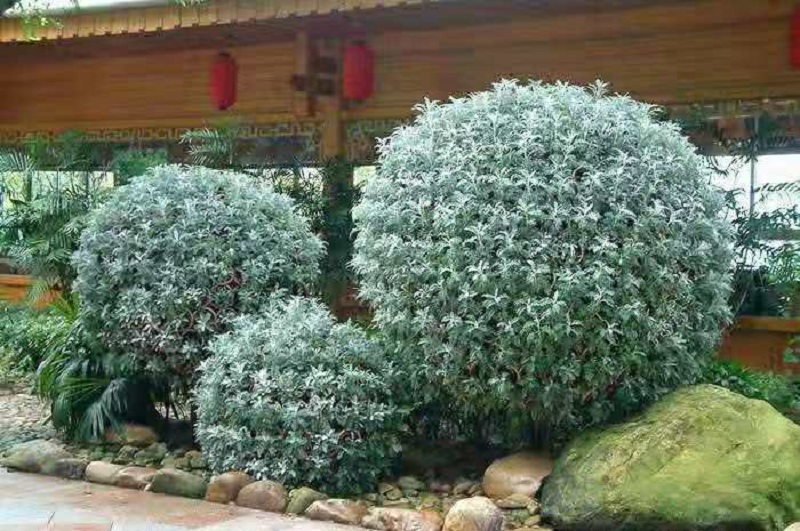 银叶菊种植 银叶菊批发 工程苗银叶菊价格