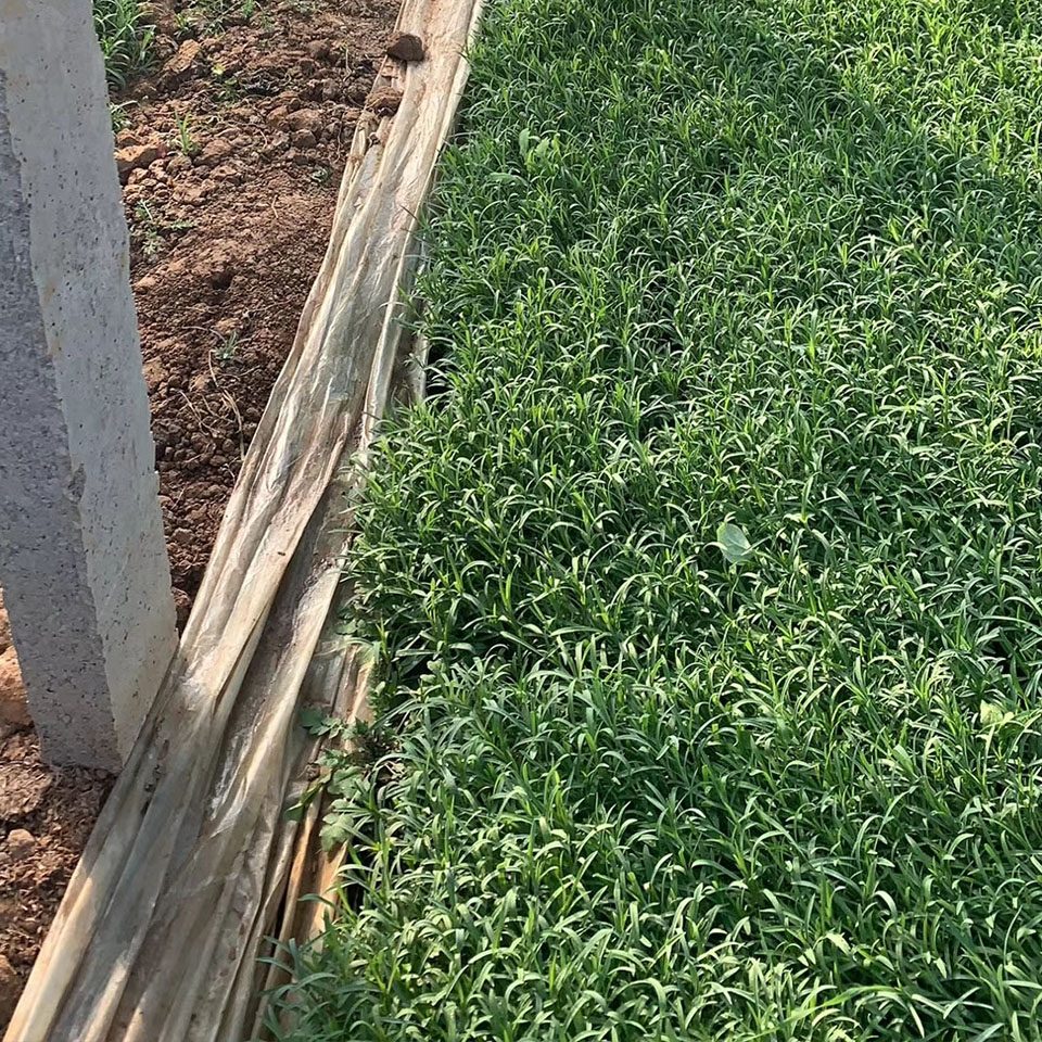 地被石竹 优良地被石竹种植基地_森木花卉苗木