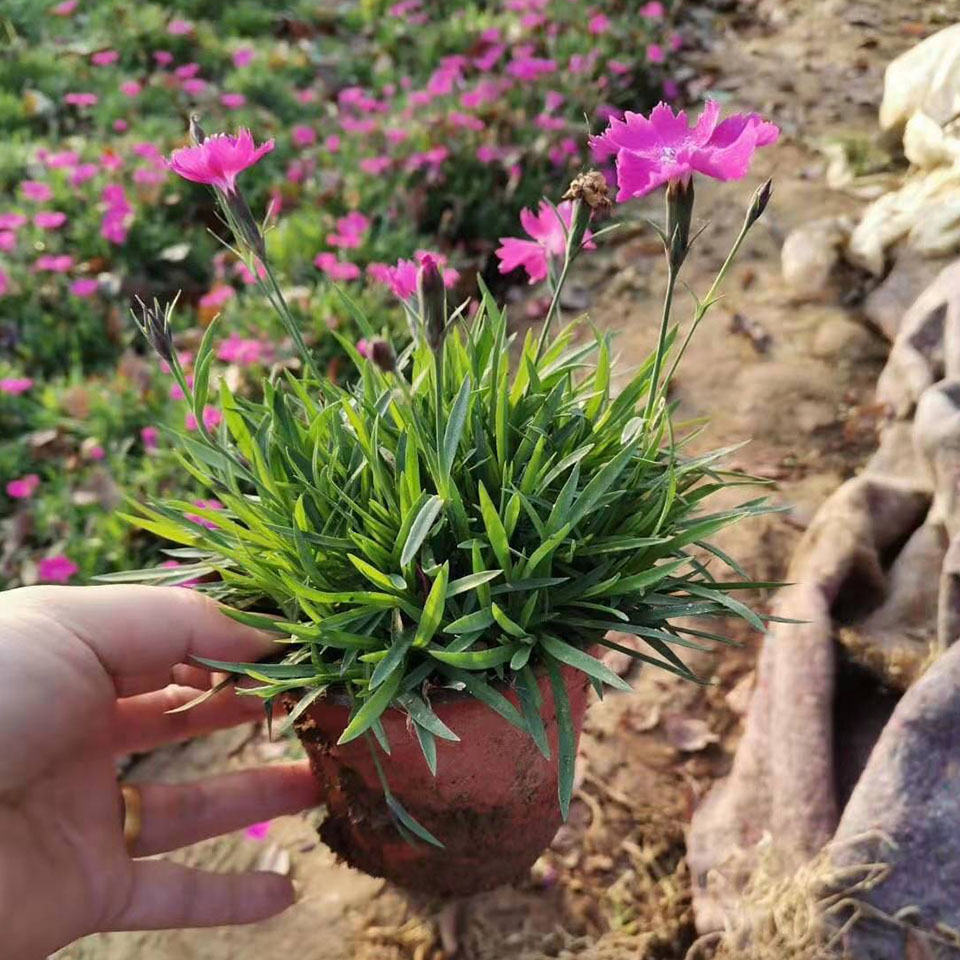 欧石竹 山东欧石竹批发商_森木花卉