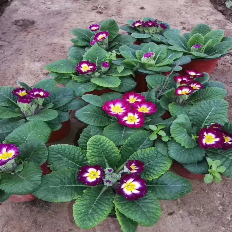 报春花价格  报春花种植基地