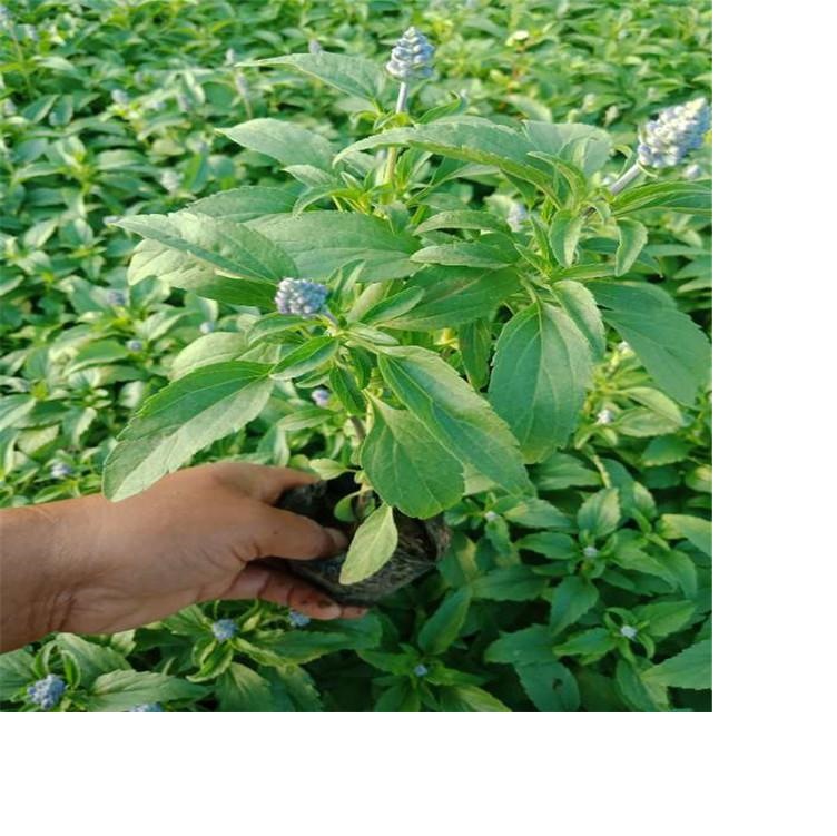 草花鼠尾草  鼠尾草小苗  鼠尾草基地