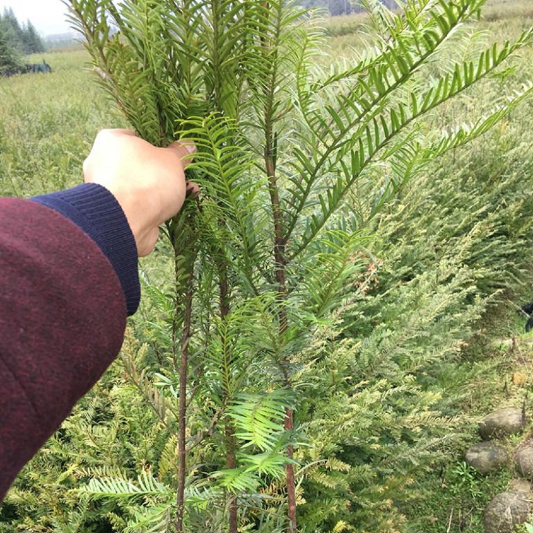 红豆杉苗 红豆杉小苗 红豆杉苗价格 存活率高现起现买