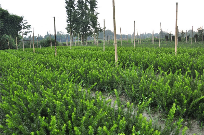 红豆杉小苗 红豆杉小苗基地直销 红豆杉小苗价格   现起现卖大量供应