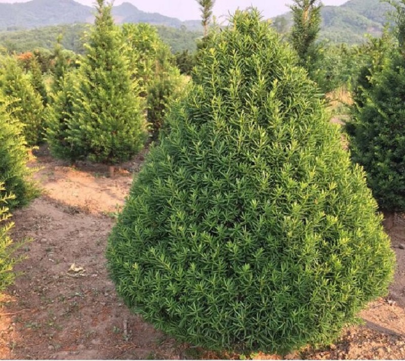 红豆杉苗 红豆杉苗价格 红豆杉苗一手货源 -桓仁刘家苗圃