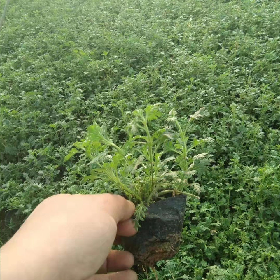 美女樱苗批发 美女樱批发商【荐】青州森木