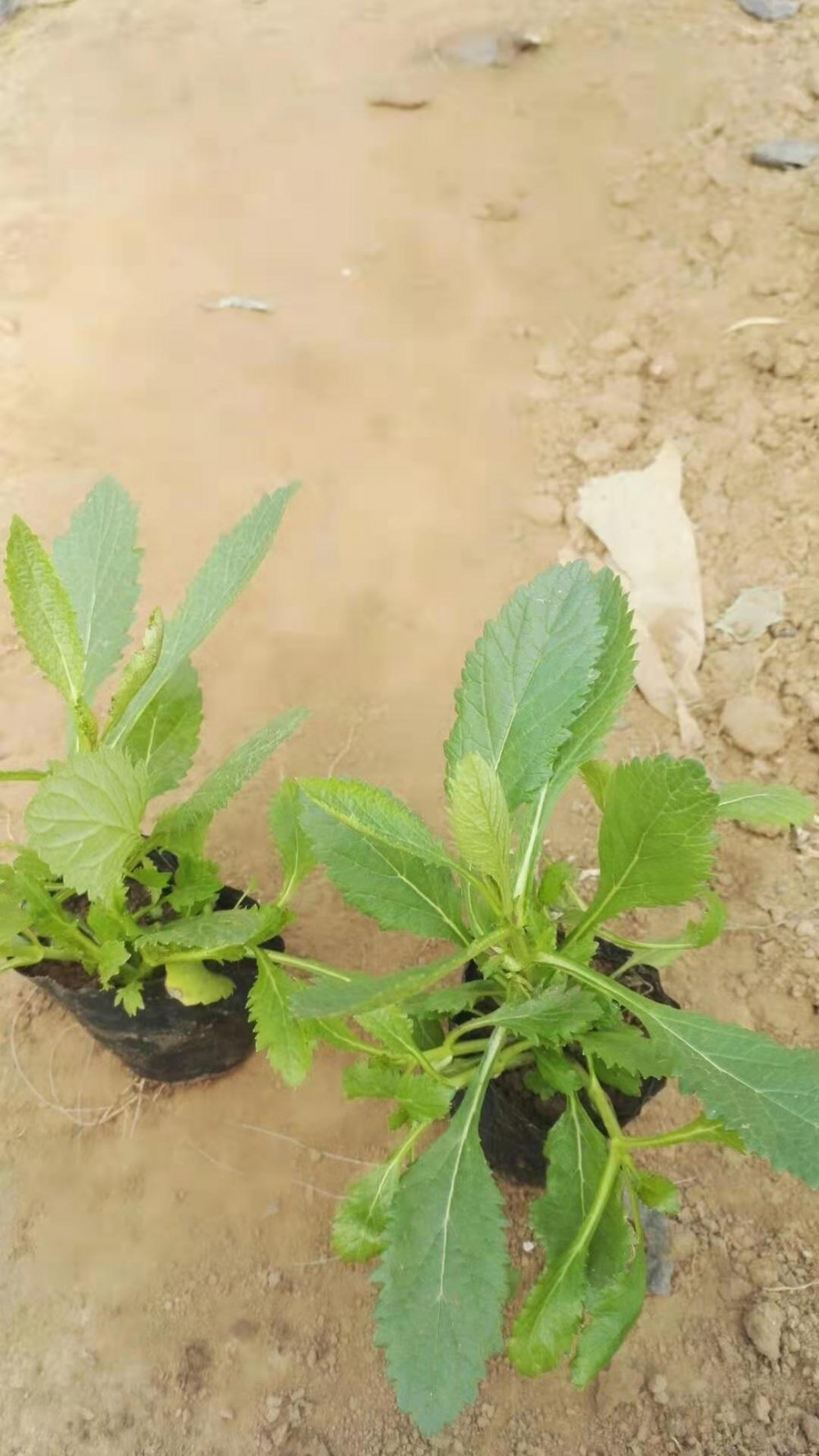 马鞭草种苗  马鞭草