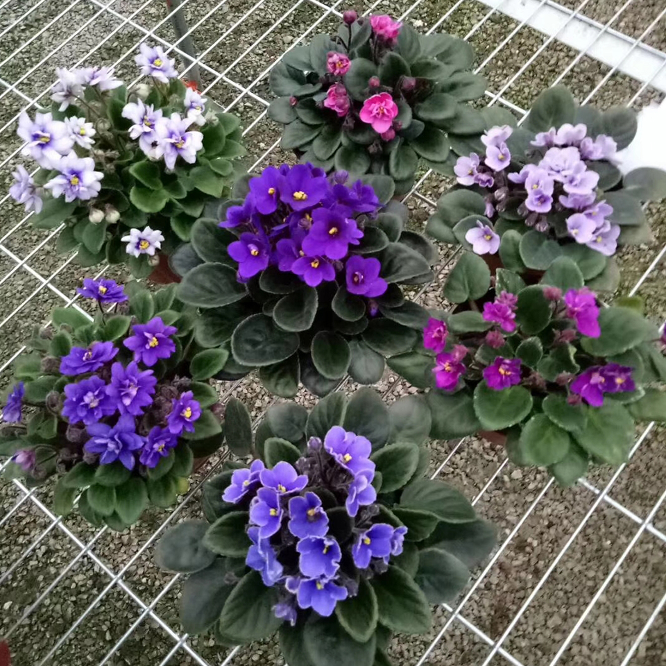 紫罗兰【种植基地】山东紫罗兰批发价格