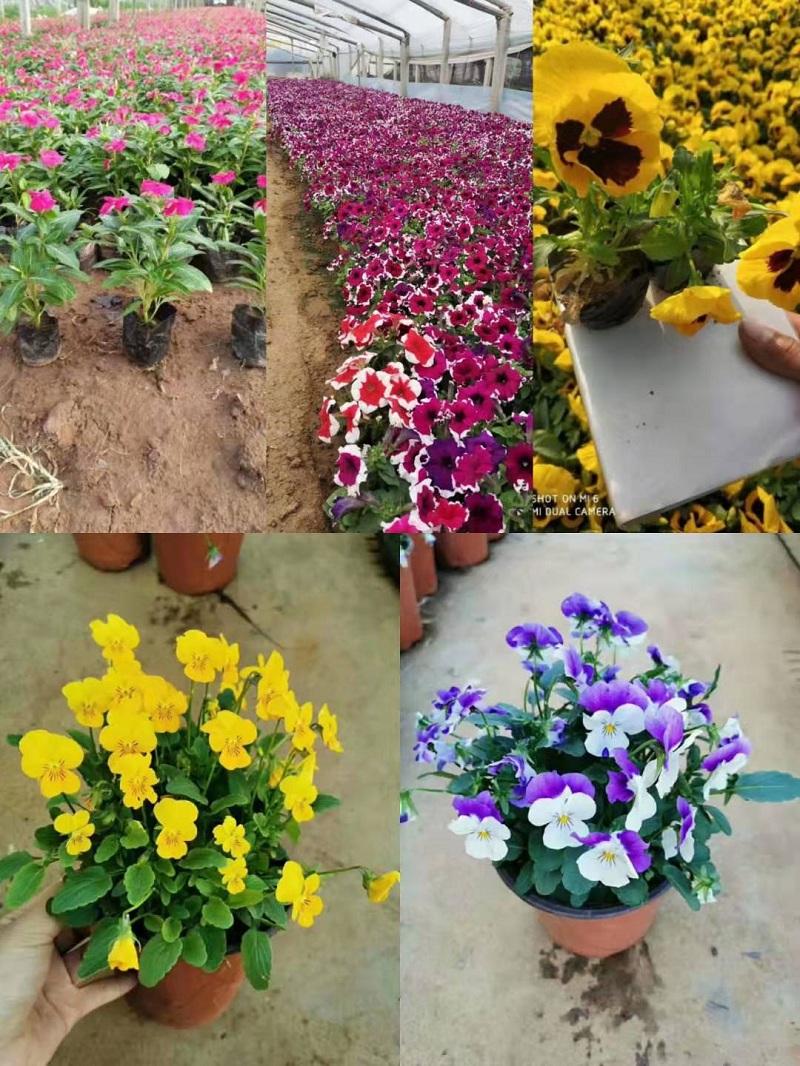 芝樱批发商 芝樱 芝樱基地直销 时令草花批发