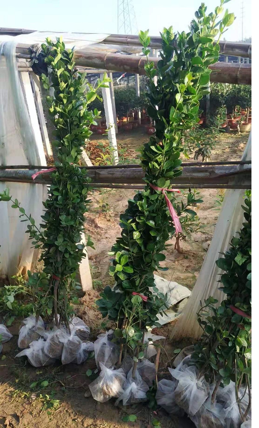 山东绿化苗木批发  车位绿篱用北海道黄杨价格  青州北海道黄杨基地