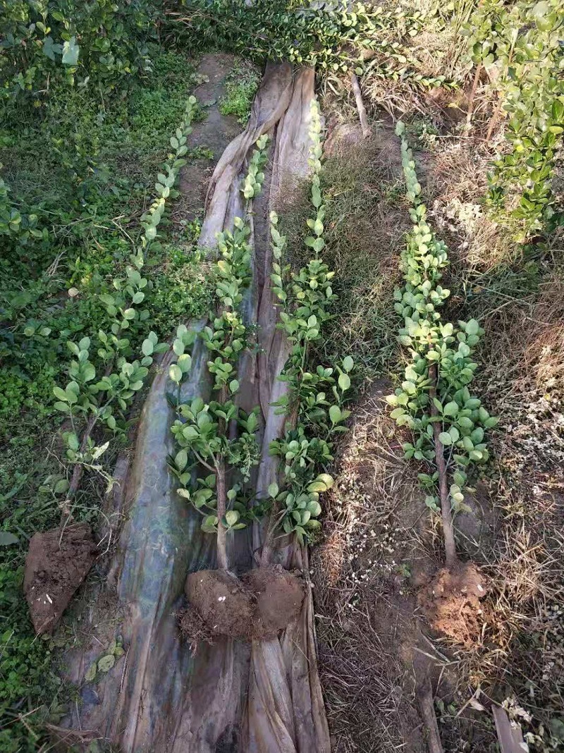 青州丛生北海道黄杨批发  1.6米北海道黄杨价格  小区绿篱用北海道黄杨