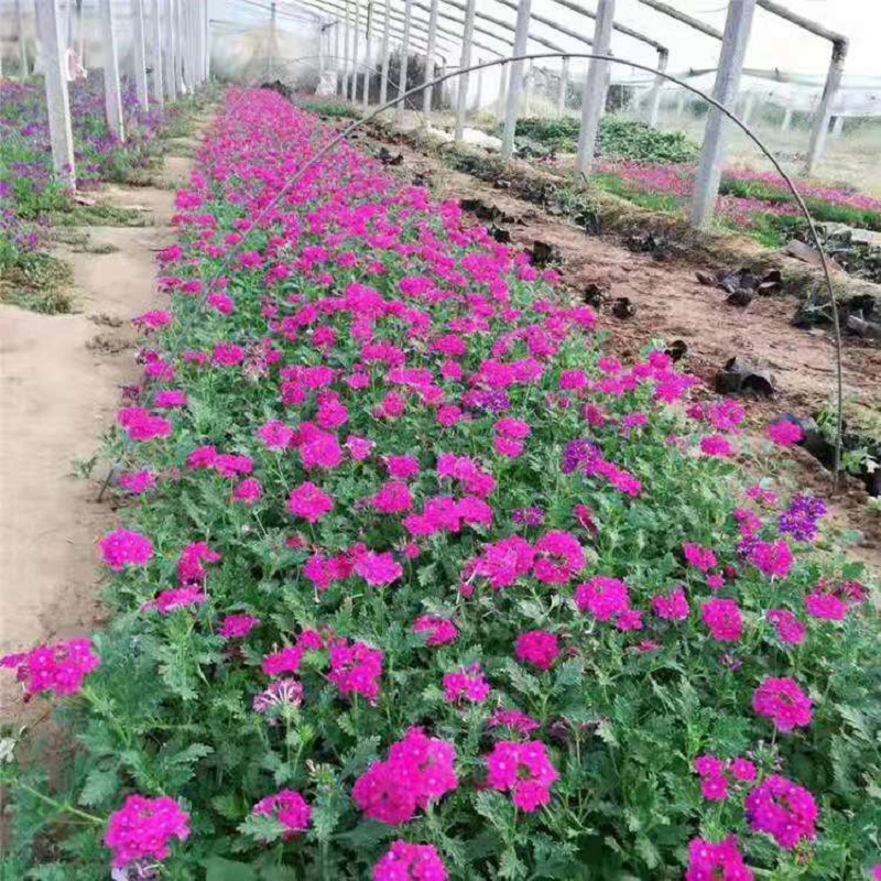 美女樱小苗基地批发小苗种植美女樱小苗基地批发