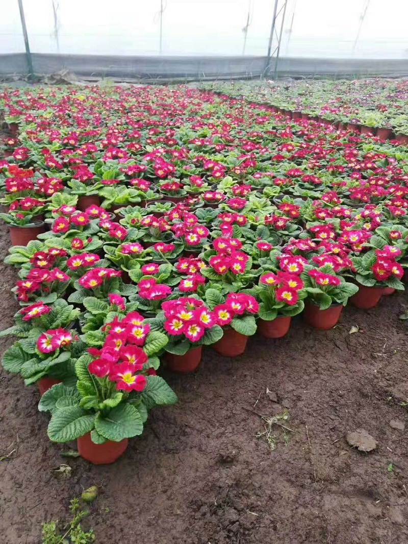 报春花价格  山东耐寒草花批发  报春花种植基地