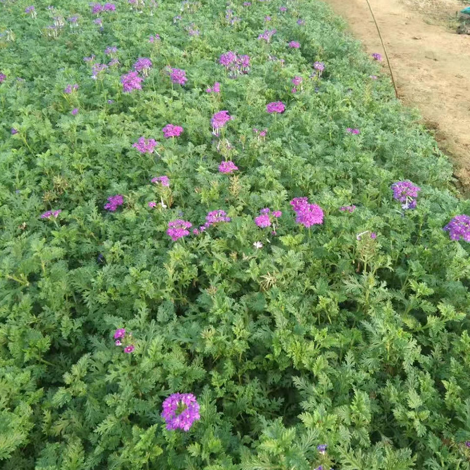 美女樱苗基地直销 青州美女樱批发商【森木花卉】
