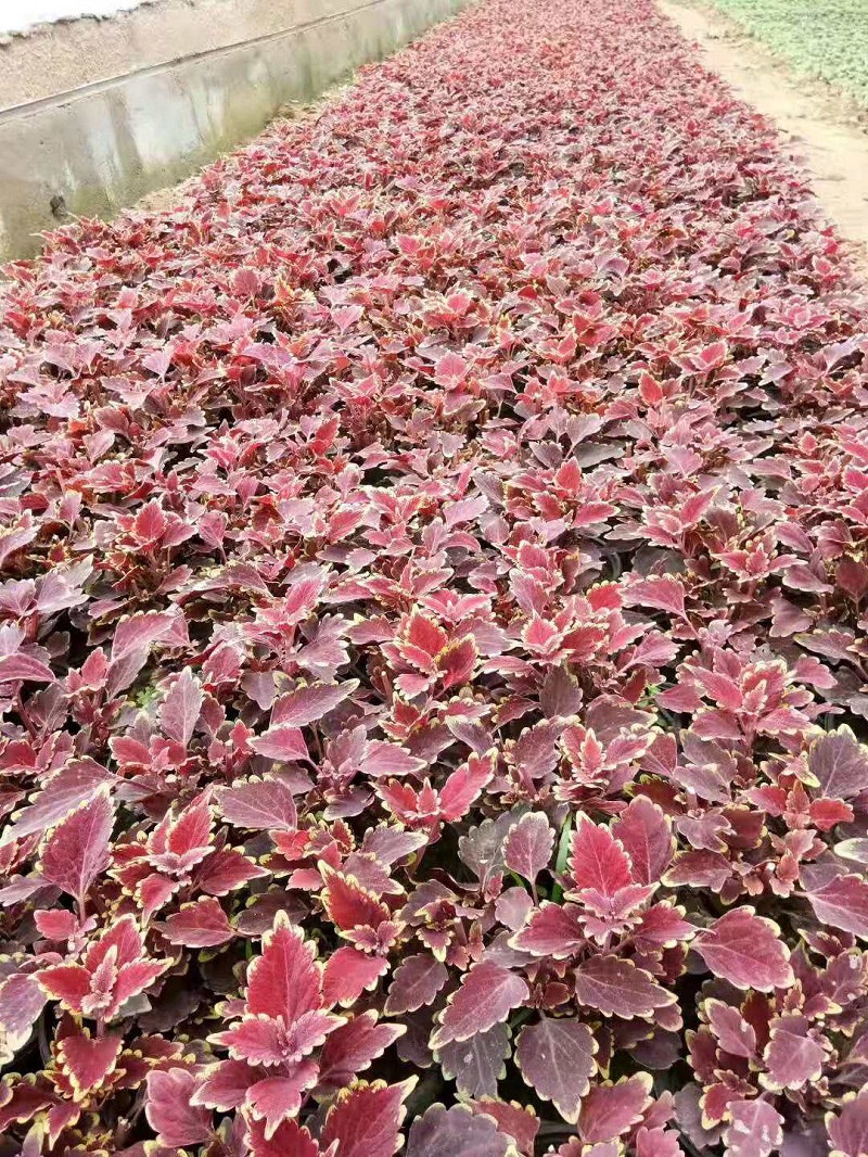 基地种植彩叶批发