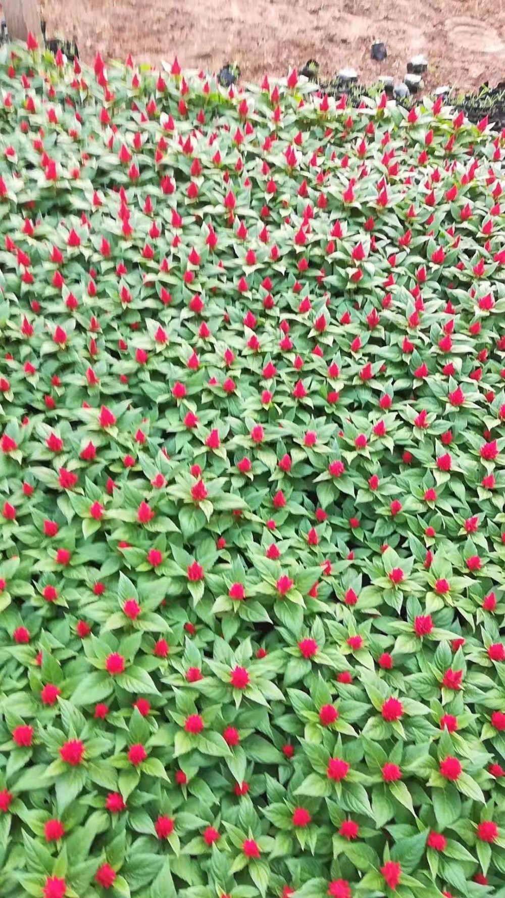 零售鸡冠花小苗