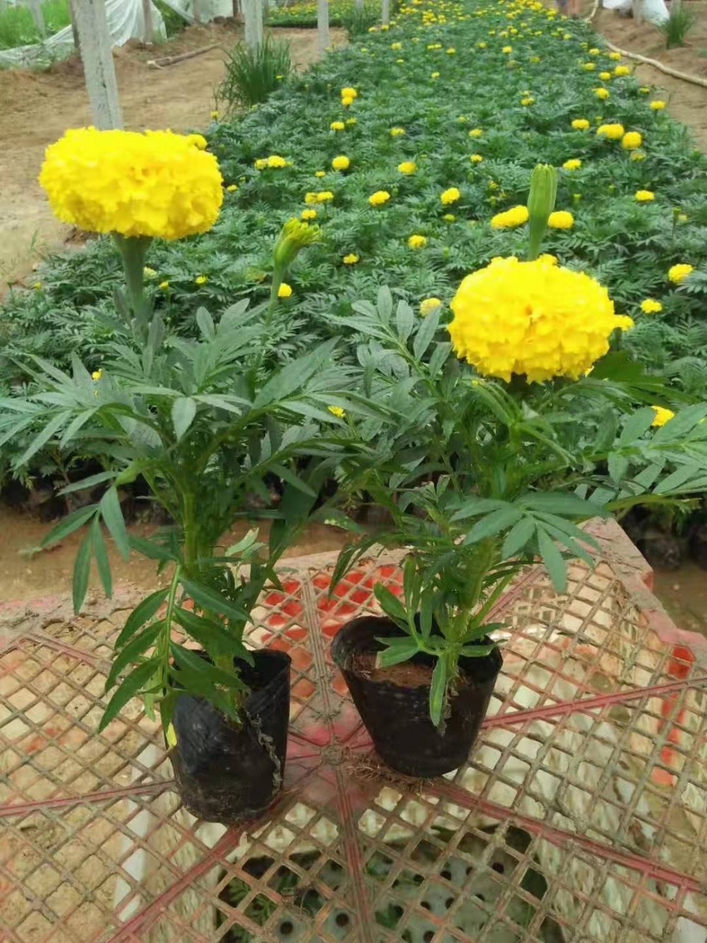 万寿菊小苗基地批发羽扇豆小苗