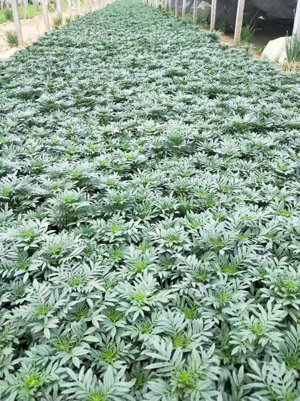万寿菊小苗基地批发一串红小苗