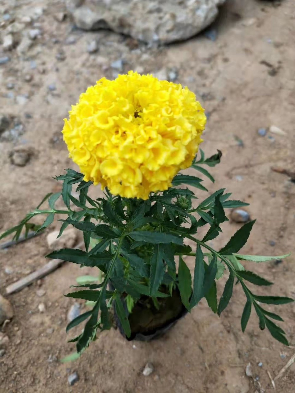万寿菊小苗基地批发一支笔小苗