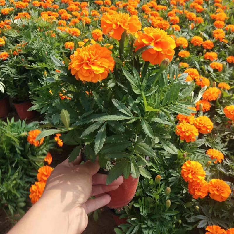 孔雀草