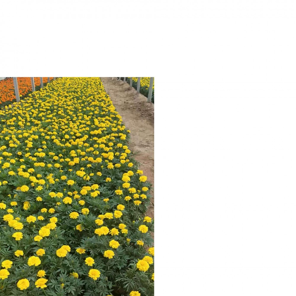 孔雀草小苗基地