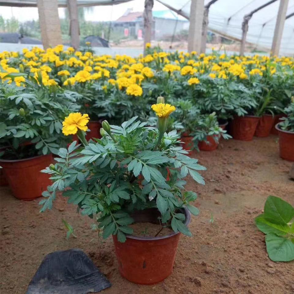 种植批发孔雀草小苗零售孔雀草小苗孔雀草