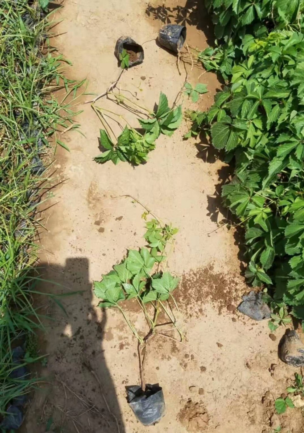 山东三叶地锦小苗批发基地.三叶地锦