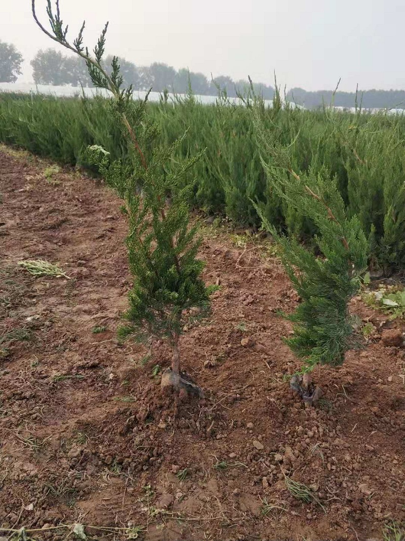 绿篱植物小龙柏 小龙柏球 小龙柏种植基地 园林绿化专用小龙柏