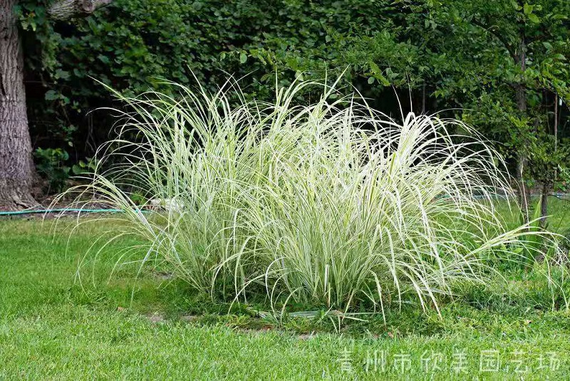 供应观赏草 多种宿根花海观赏草 欣美花海景观-加工经销商