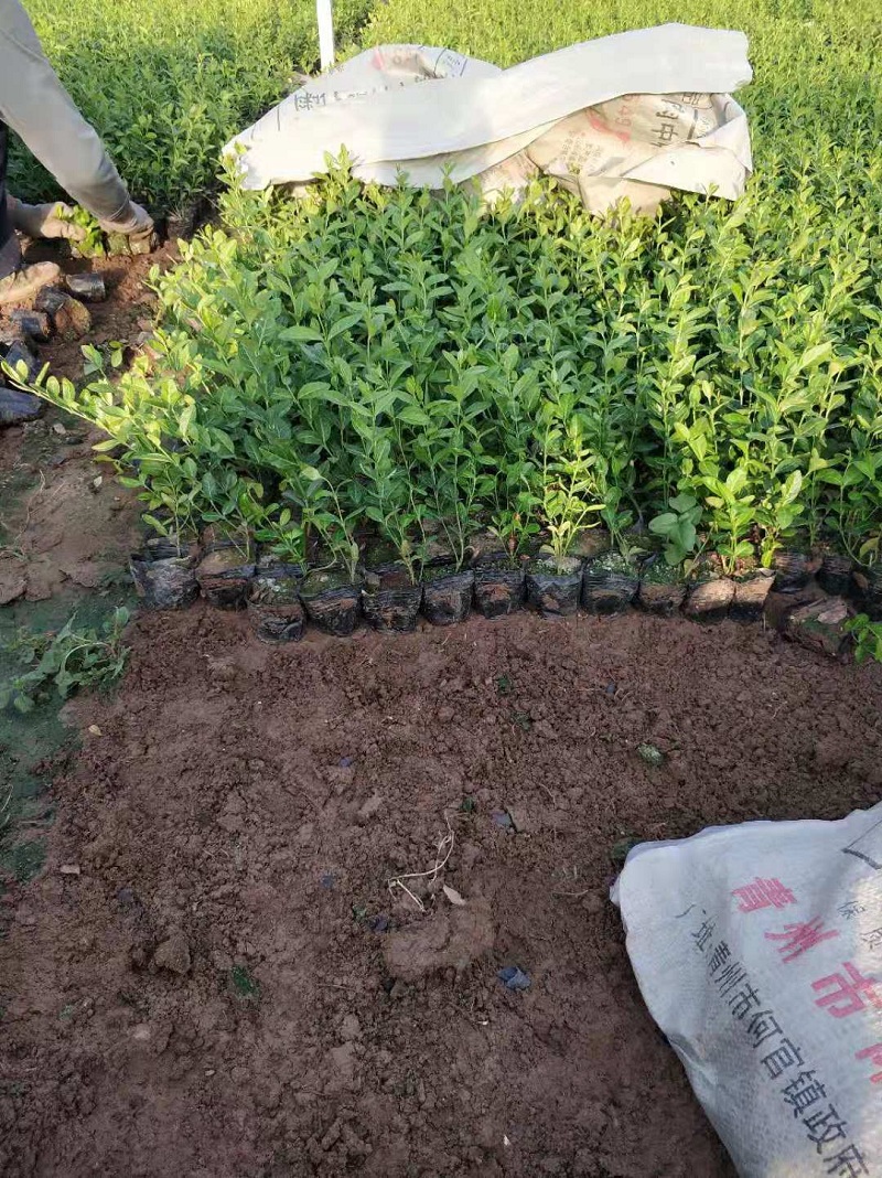 山东大叶扶芳藤批发  爬行卫矛种植基地  供应扶芳藤  小叶扶芳藤