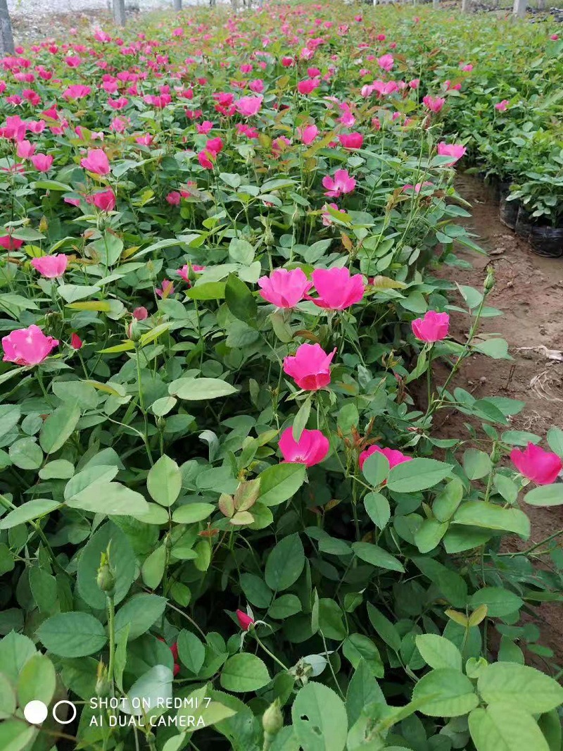 山东丰花月季批发商 丰花月季价格 供应丰花月季