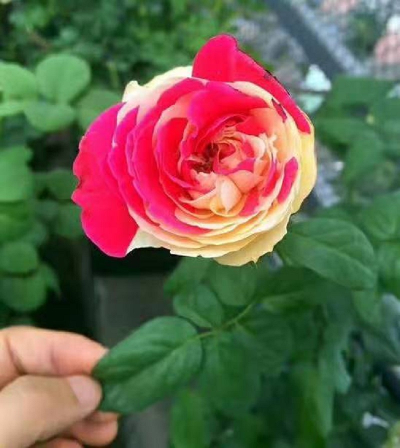 供应红帽月季  红帽月季批发  红帽月季批价格  红帽月季种植基地