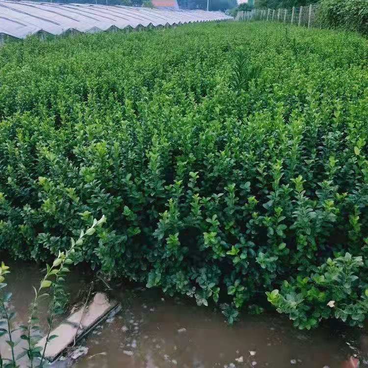 青州胶东卫矛批发商  山东胶东卫矛价格  卫矛种植基地