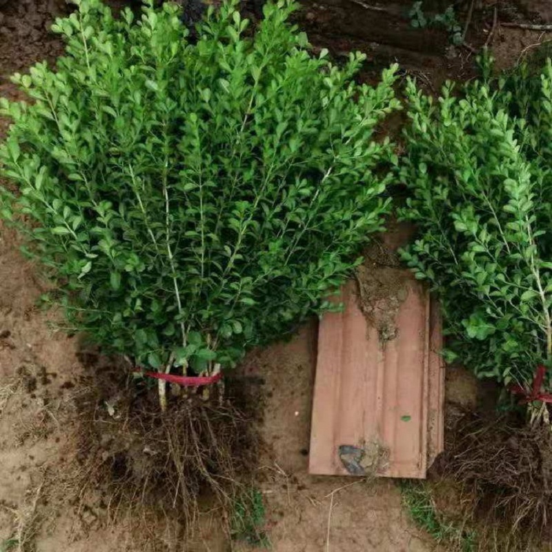 青州豆瓣黄杨批发商  山东豆瓣黄杨价格  豆瓣黄杨种植基地基地
