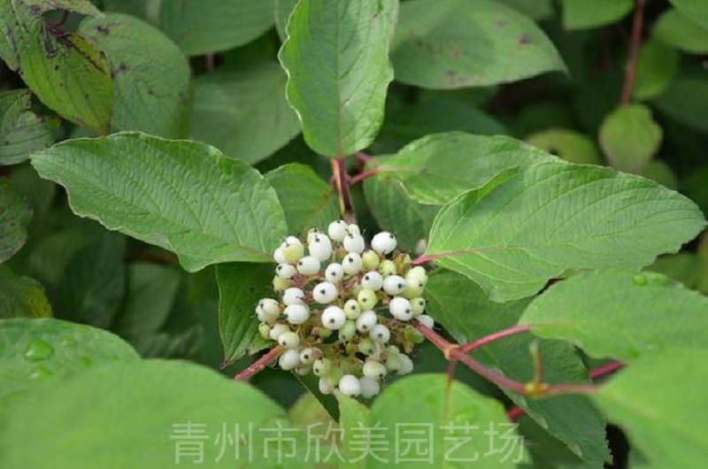 红瑞木 山东红瑞木价格 山东红瑞木种植基地 山东红瑞木批发