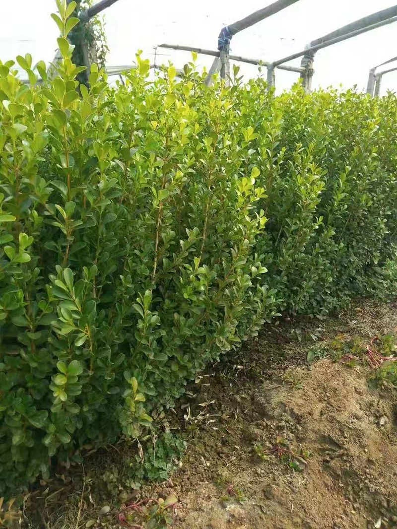 青州小叶黄杨批发价格  山东小叶黄杨种植基地  供应小叶黄杨