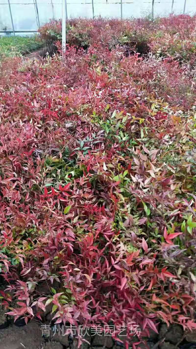 批发南天竹 火焰南天竹绿化苗 南天竹价格