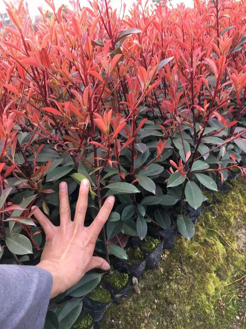 红叶石楠价格 红叶石楠种植培育 山东红叶石楠批发
