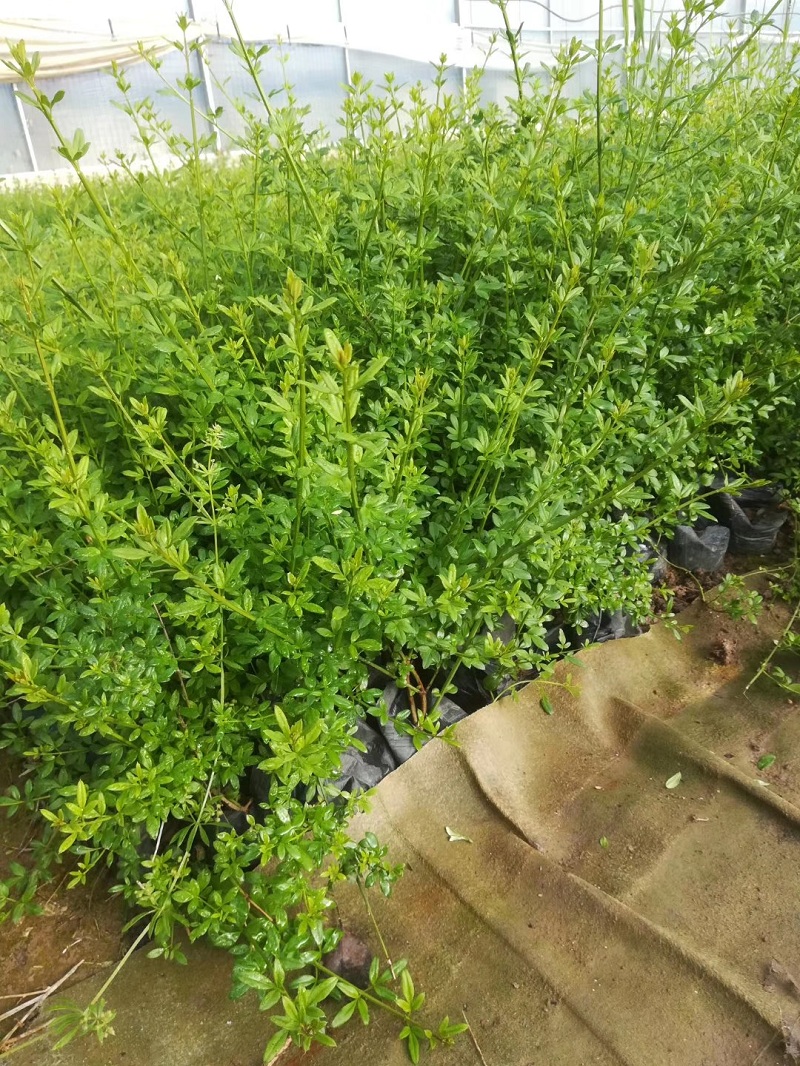 河北迎春花价格 河北迎春花 植物墙专用迎春花批发
