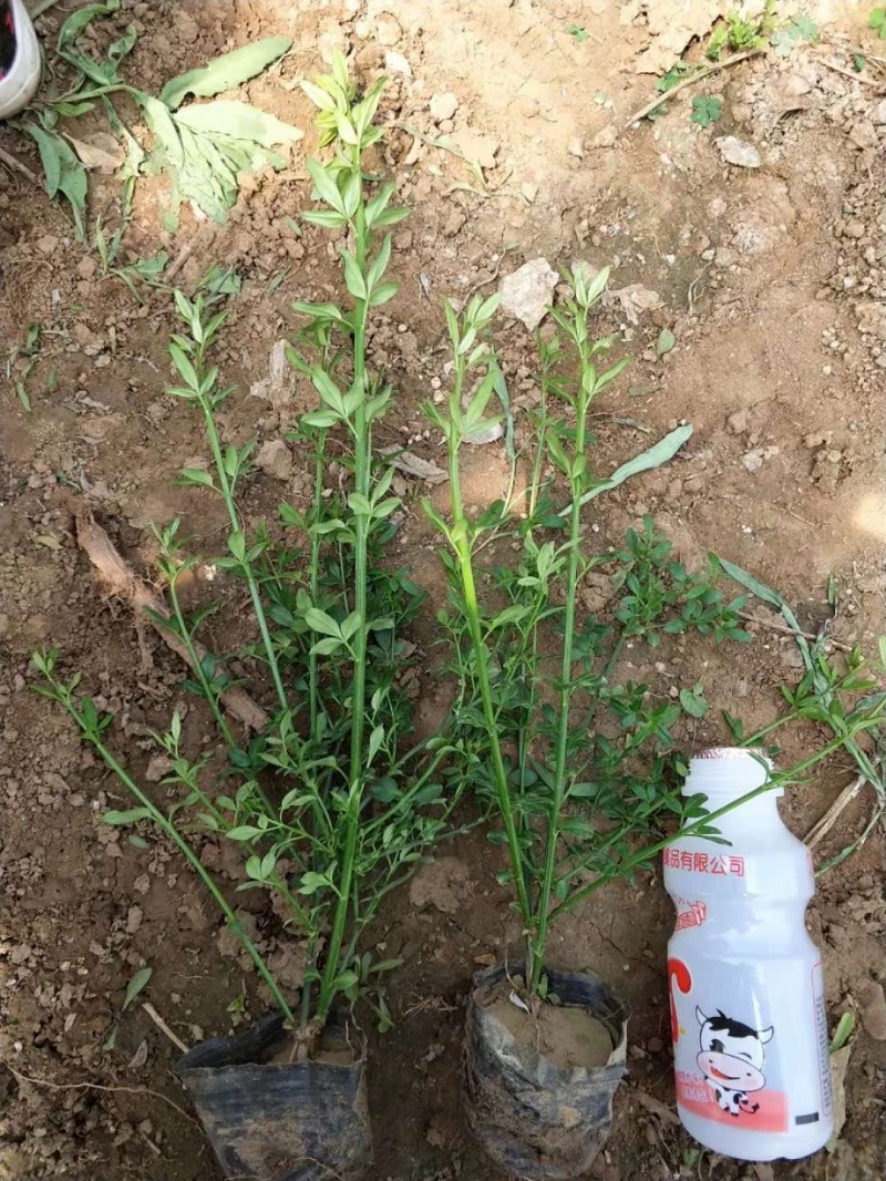 盆栽迎春花价格 绿化用苗迎春花批发 篱笆围墙迎春花基地